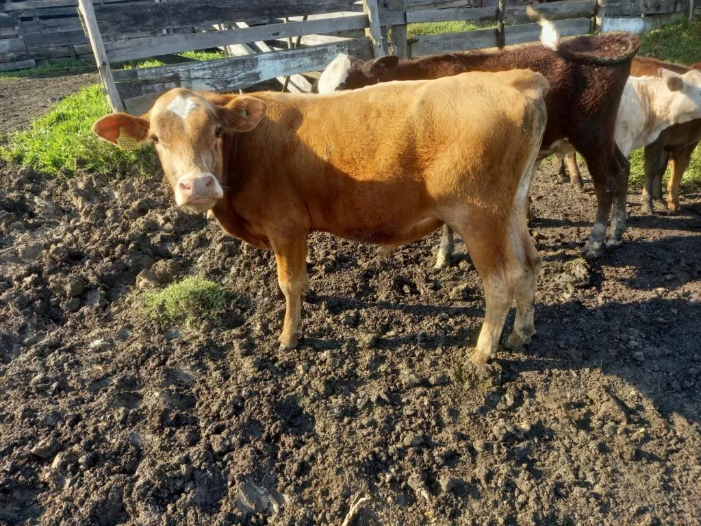 FILHOS DE VACAS MESTIÇAS E JERSEY E TOURO BRAFORT - MACHO