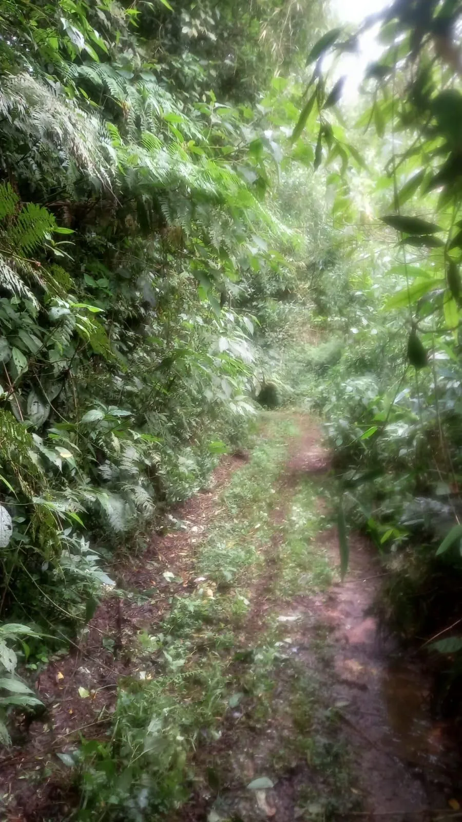 SITIO EM AURORA/SC 5 HECTARES