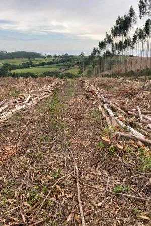Lenha de Eucalipto para Caldeiras 