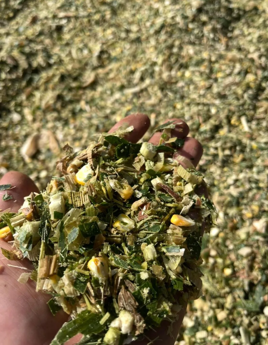 Silagem de milho ensacada  25 kg 