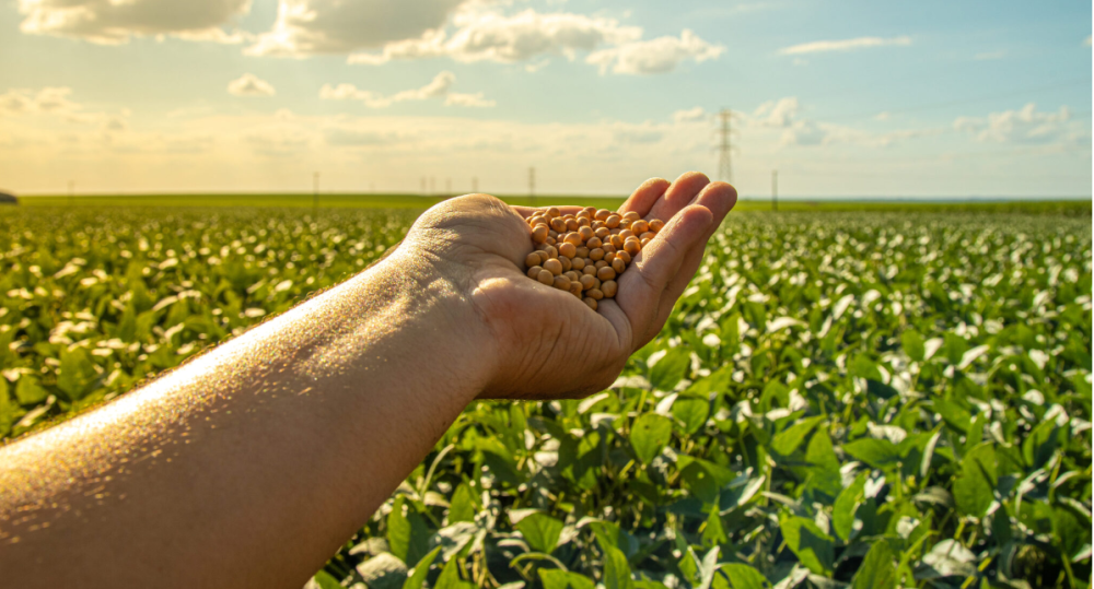 Originação de grãos: Entenda o que é e qual sua importância para o processo agrícola