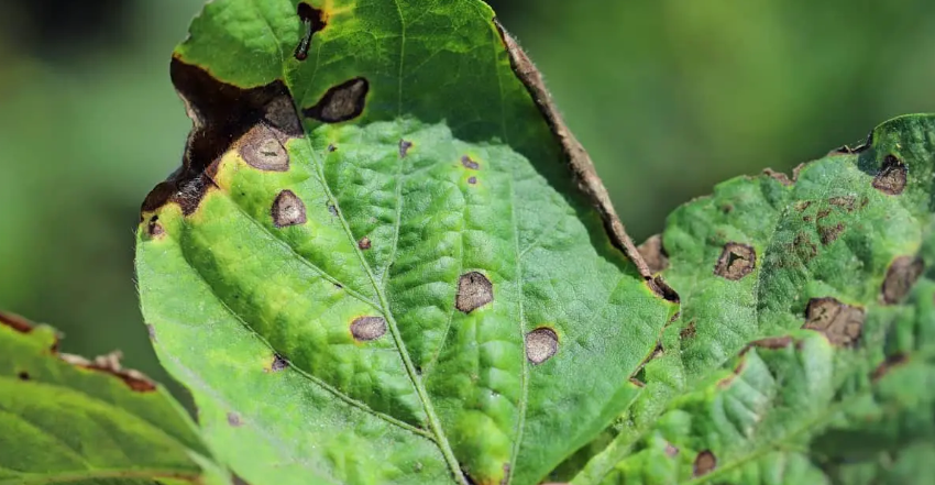 Tudo o que você precisa saber sobre a mancha olho-de-rã na soja