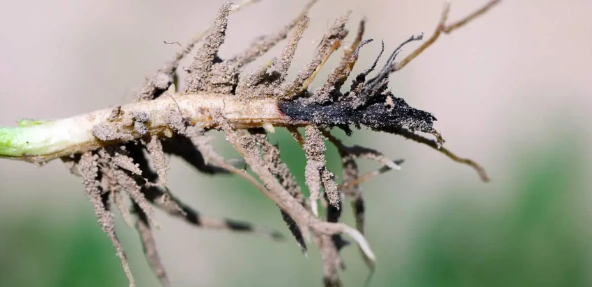 Murcha-de-Fusarium em feijão: saiba como identificar e manejar