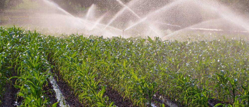 Como funciona a agricultura com água salgada?