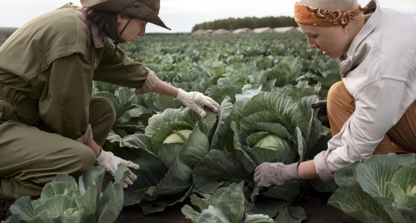 Agricultura familiar e sustentabilidade: práticas para reduzir o impacto ambiental